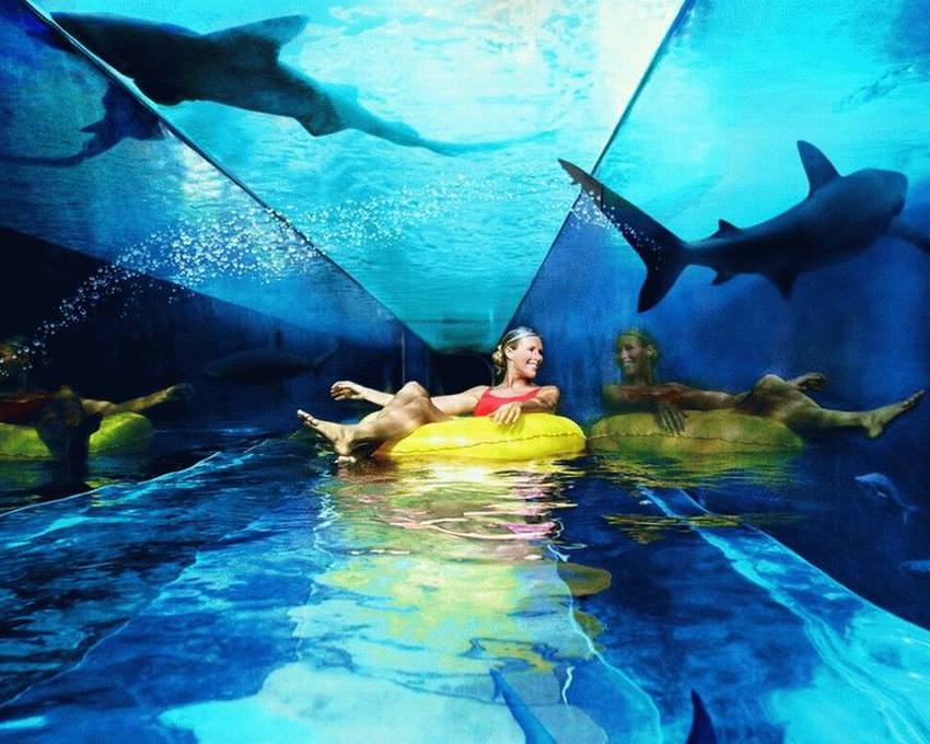 басейн с акули