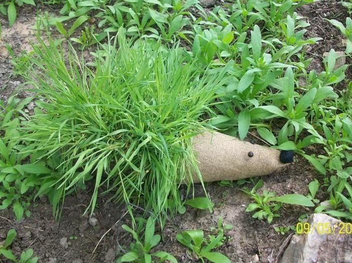 таралеж от пластмасова бутилка за градина с трева