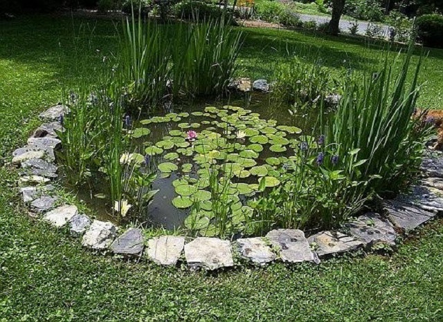 мини езерце с растения