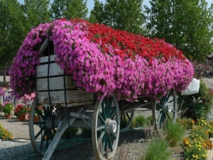 количка с цветя за лятна резиденция
