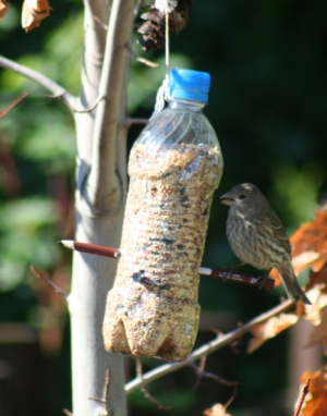 пластмасови литър хранилка за птици