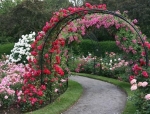 Жива арка в градината