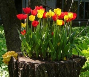 Vi planter tulipaner i en stubbe